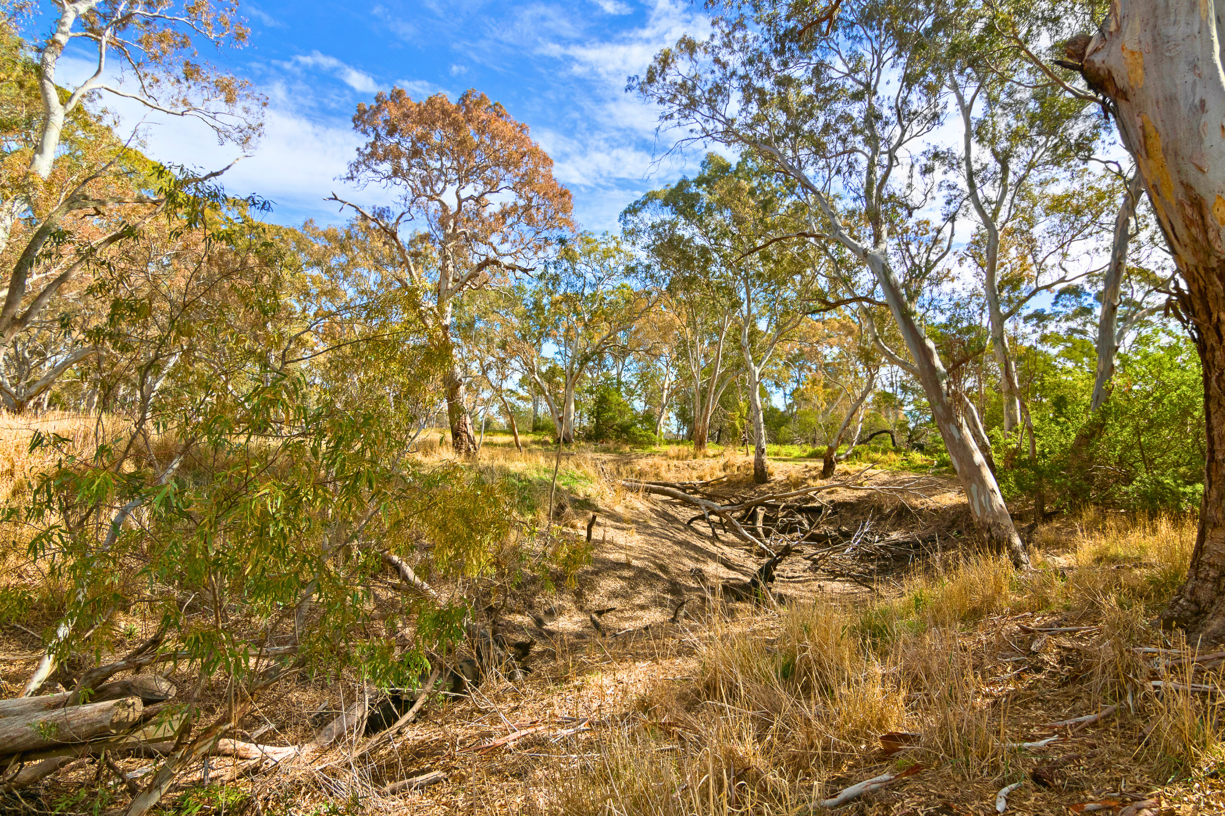 naracoorte, south australia (2).webp